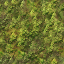 Image:Thickgrass.png