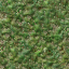 Image:Forestmoss.png